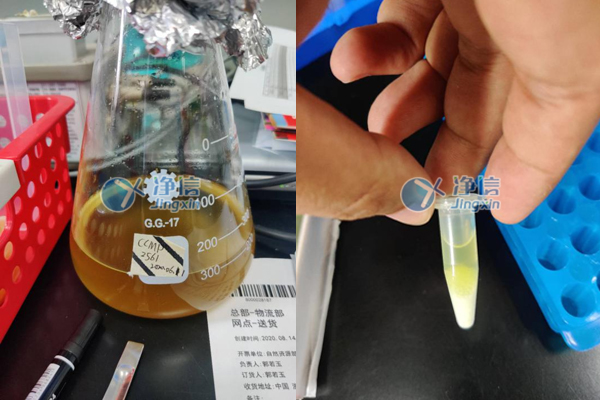 多樣品組織研磨儀助力于自然資源部第二海洋研究所微藻研磨實(shí)驗(yàn)